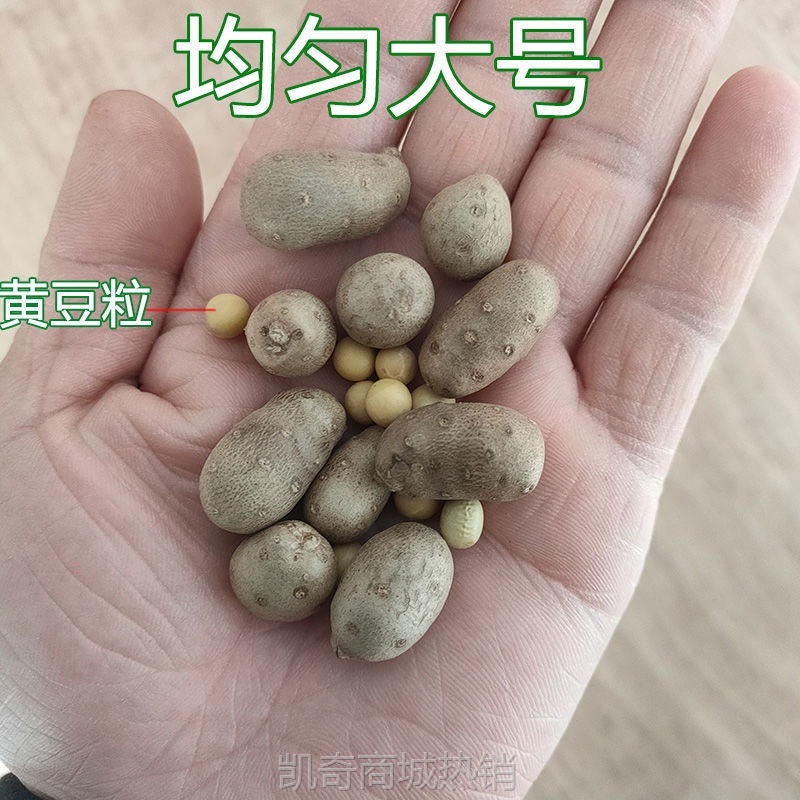 【山药豆批发】新鲜山药豆大号山药豆豆特大产地直发山药豆5斤1斤
