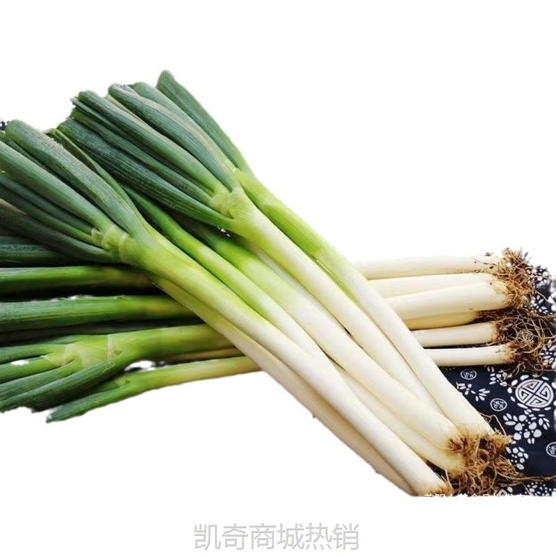 山东大葱章丘大葱铁杆大葱新鲜脆甜农家现挖洋葱小香葱新鲜大葱