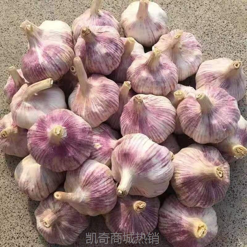 【低价】金乡紫皮大蒜头新干蒜大蒜头干蒜大新鲜大蒜整箱