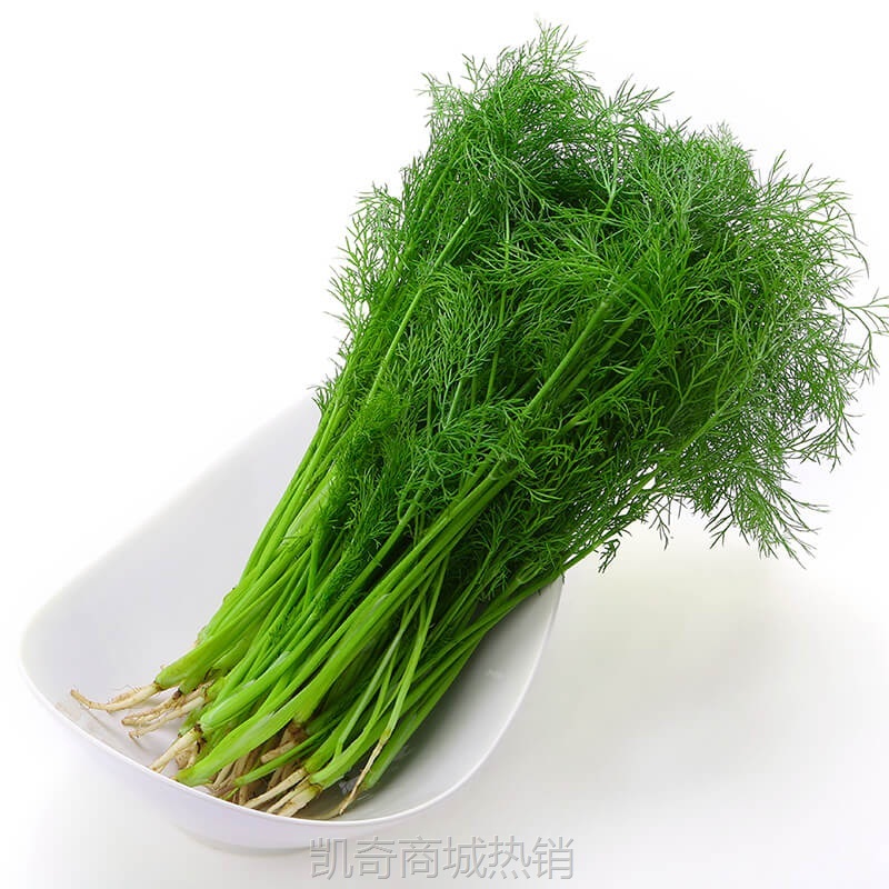 【】茴香苗 新鲜采摘小茴香包饺子馅用蔬菜现割带根5斤包邮