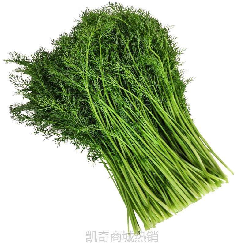 小茴香菜新鲜山东蔬菜荤香包邮大回香苗不带根包饺子包子馅2斤4斤