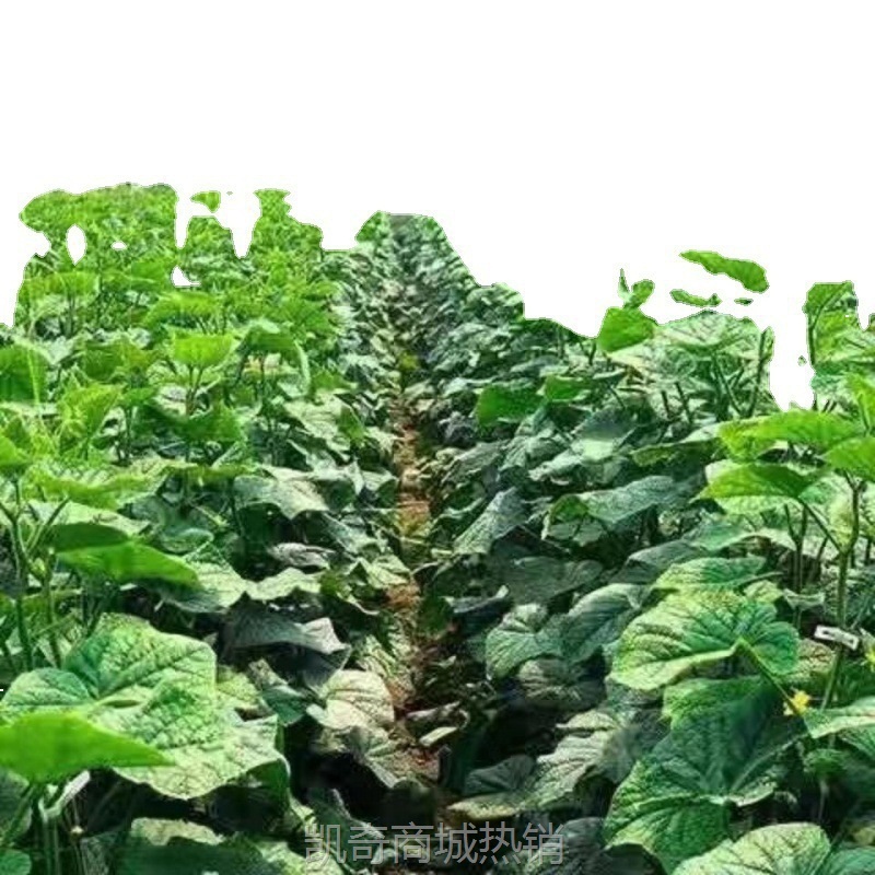 黄瓜现摘现发农家自种应季蔬菜新鲜美味生吃清脆爽口青瓜厂家批发