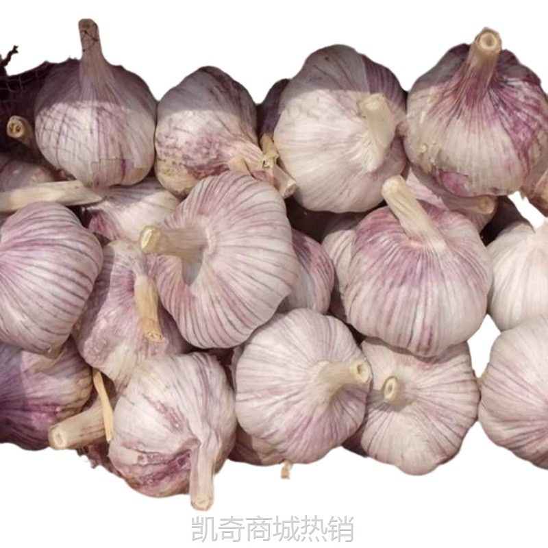 金乡大蒜新鲜紫皮干大蒜头批发价蔬菜特大新干蒜头1/3/5/5斤包邮