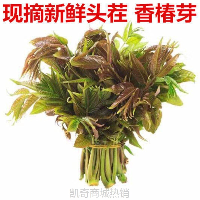 新鲜香椿芽3斤蔬菜香春现摘头茬香椿菜香椿头春芽红芽2斤一件代发