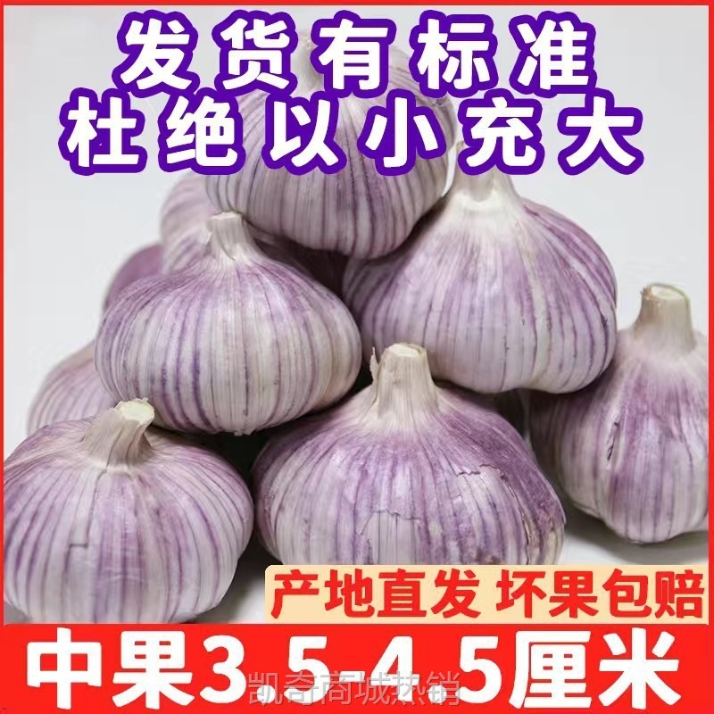 山东大蒜红皮带头子批发头紫皮金乡蒜大干降价新鲜大蒜