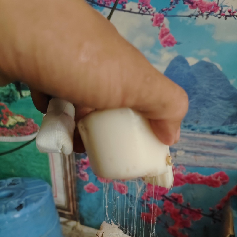 ii新鲜野生芭蕉心拉丝生吃网红吃播实心香蕉心芭蕉芯芭蕉杆茎纯天