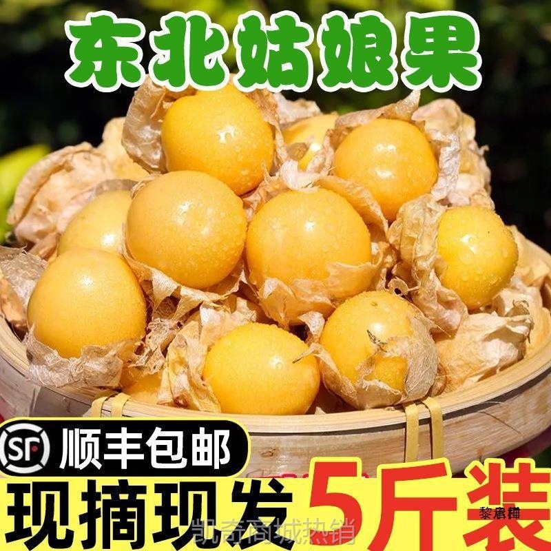 东北黄姑娘果鲜果新鲜水果当季大菇娘姑鸟洋灯笼果甜菇凉产大果