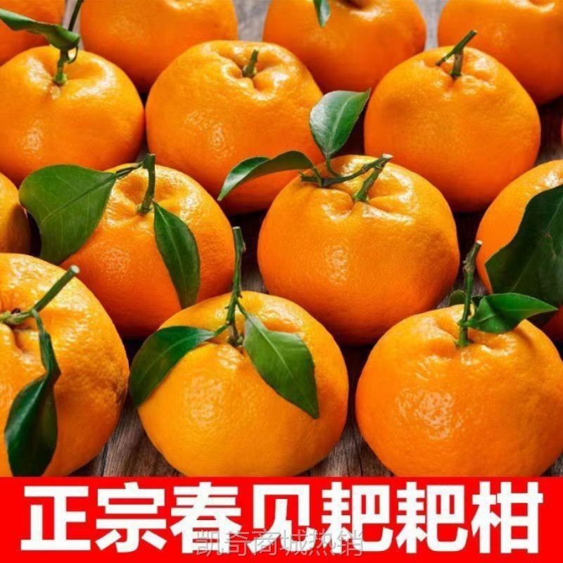 四川春见耙耙柑5斤新鲜包邮应当季孕妇水果丑柑橘整箱一件代发