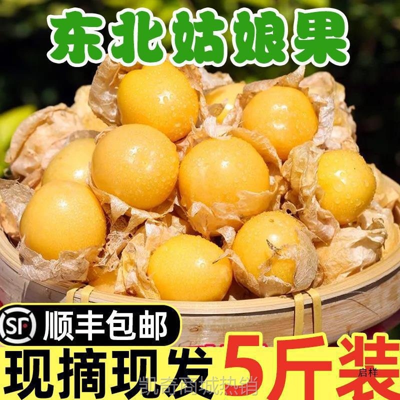 东北黄姑娘果鲜果新鲜水果当季大菇娘姑鸟洋灯笼果甜菇凉产大果