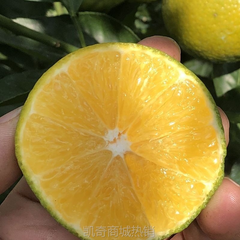 新品皇帝柑贡柑广西现摘新鲜水果橘子蜜桔子砂糖橘整箱包邮