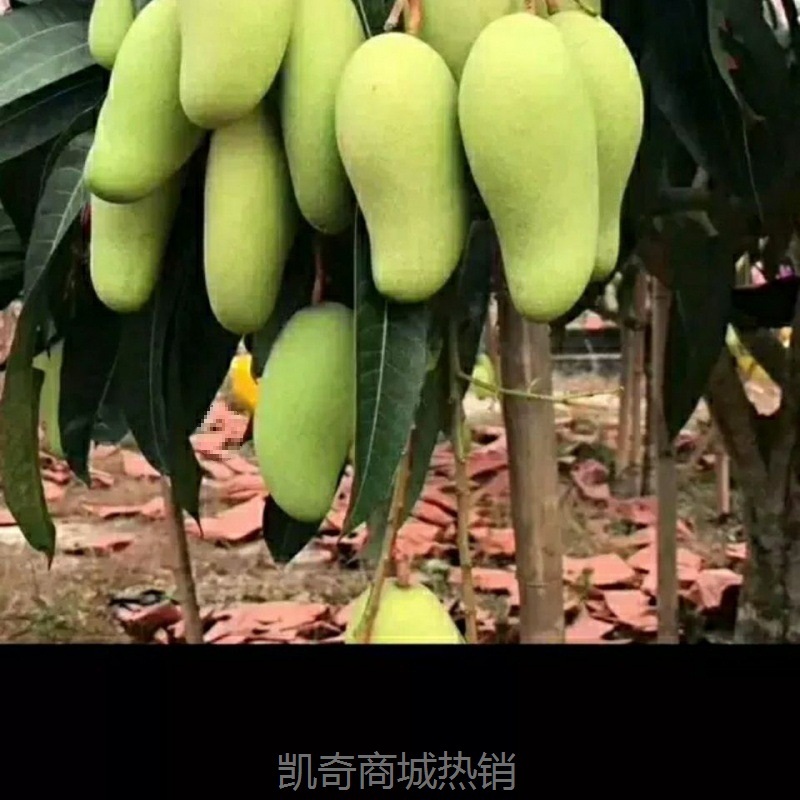 生芒果新鲜酸芒果生吃酸脆青芒果水果腌制辣嘢海南象牙芒跨境电商