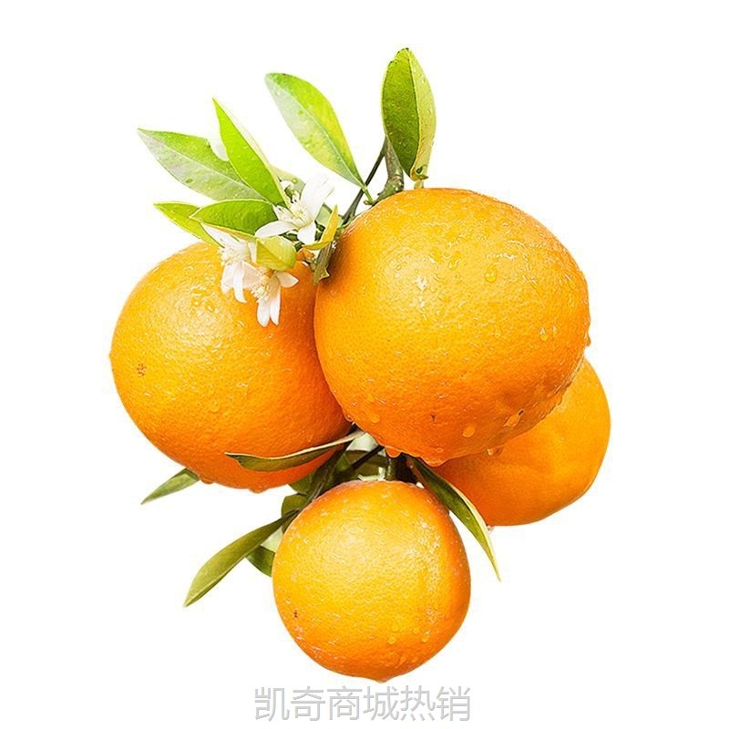 脐橙秭归脐橙5斤/9斤皮薄多汁产地直发现在摘发货新鲜橙子果冻橙