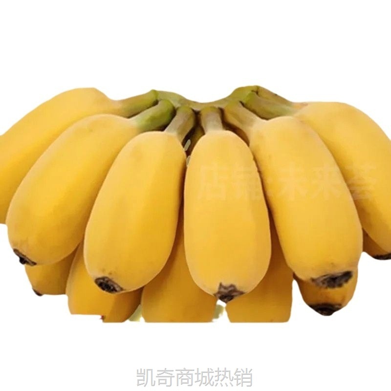 广西苹果蕉粉蕉应季水果新鲜现摘软糯香蕉苹果蕉批发箱1