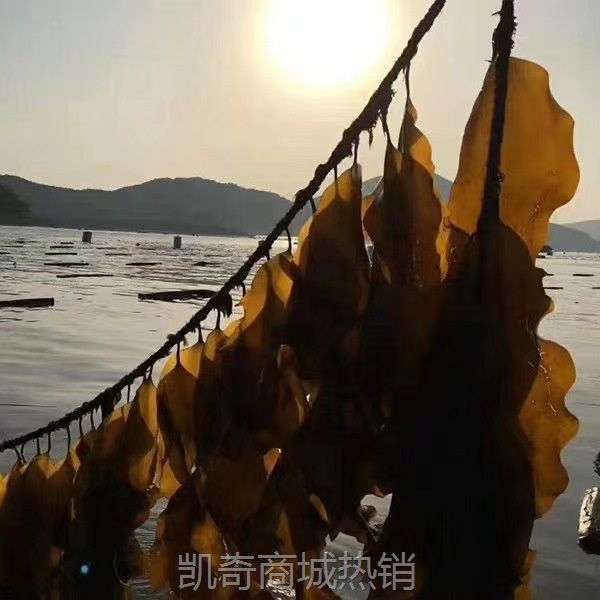 福建霞浦干货散装干海带 日晒厚实软糯海带干货农家自产自销特产