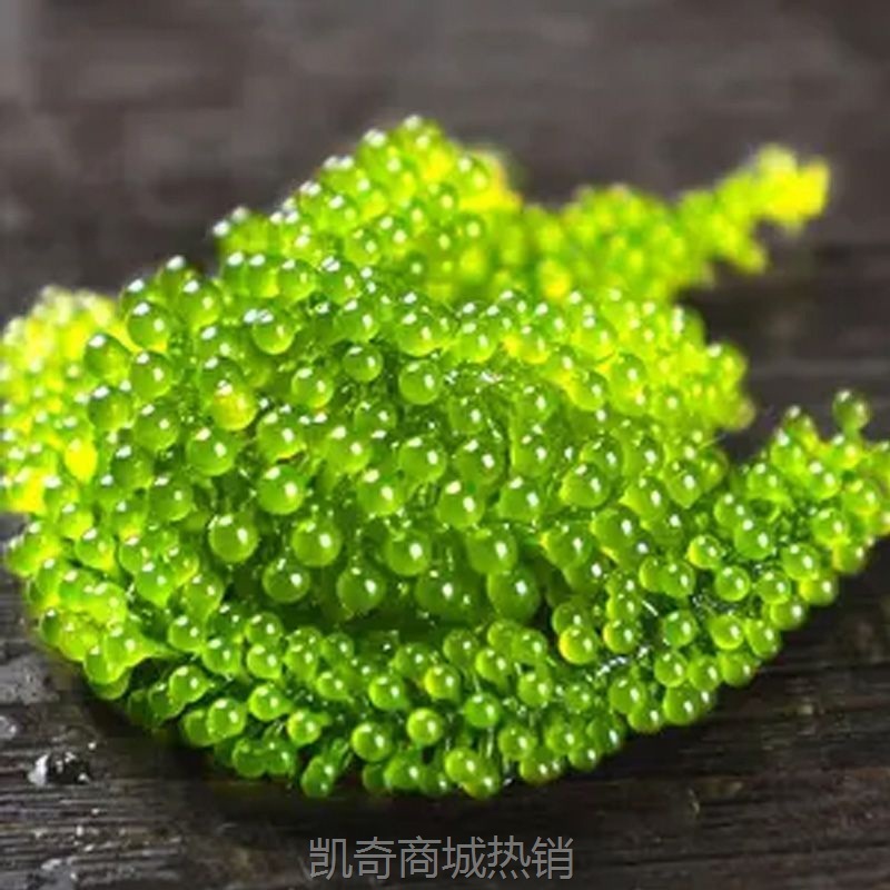 【♥凯奇美食供应链♥】儿童海葡萄100g即食绿色鱼子酱泡发网红小孩吃的零食新鲜送芥末