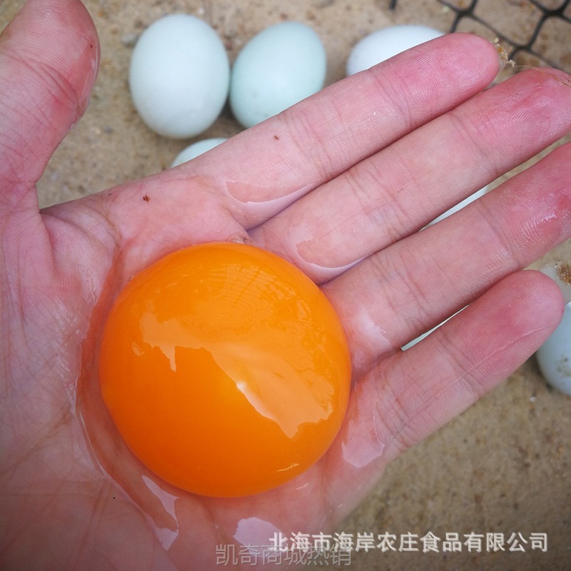 北部湾红树林海鸭蛋生鸭蛋野生红心蛋土鸭蛋30枚养殖场现捡现发