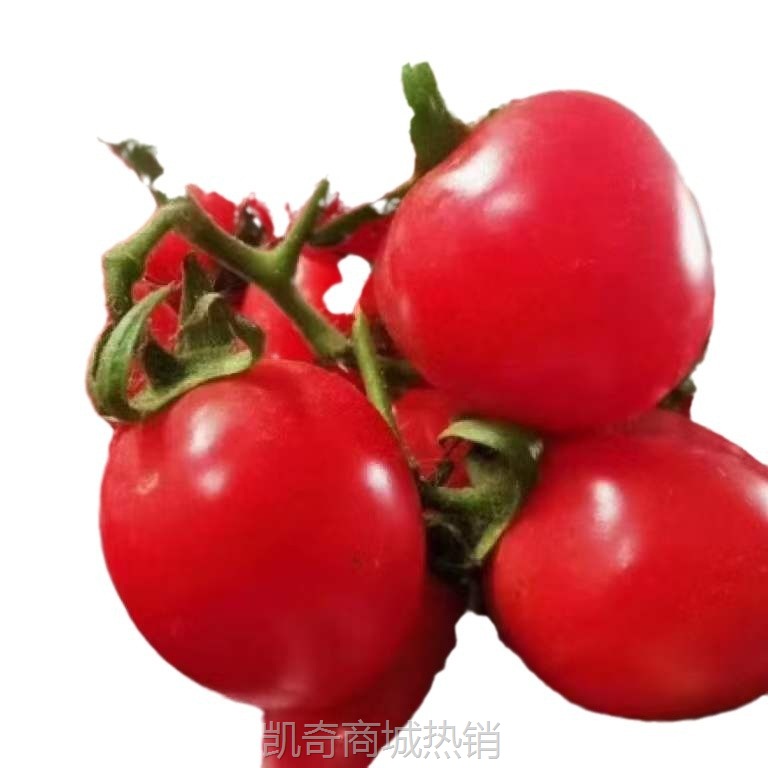 广西露天小番茄千禧圣女果小番茄5斤超甜时令水果孕妇现摘现发