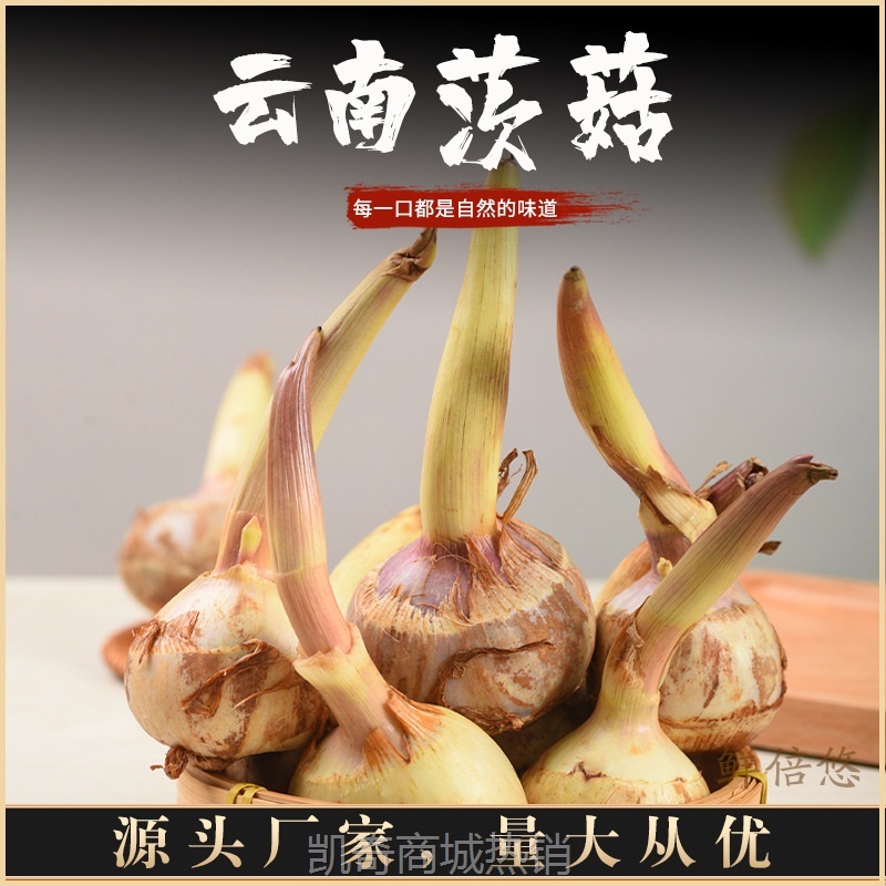 云南白茨菇应季新鲜蔬菜软糯香甜产地现挖现发直供鲜挖
