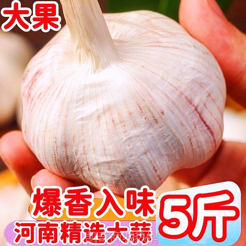 河南紫皮大蒜头干蒜5斤蒜头2025今年新鲜大蒜农家自种子独蒜批发