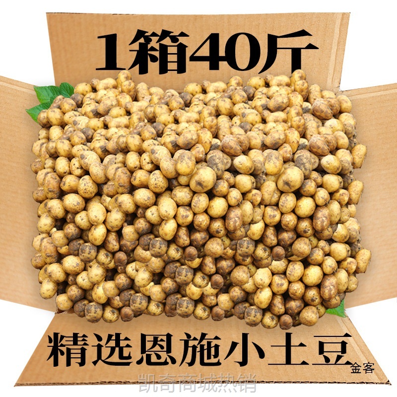 恩施小土豆新鲜马铃薯5斤富硒黄心洋芋现挖蔬菜10马铃薯包邮