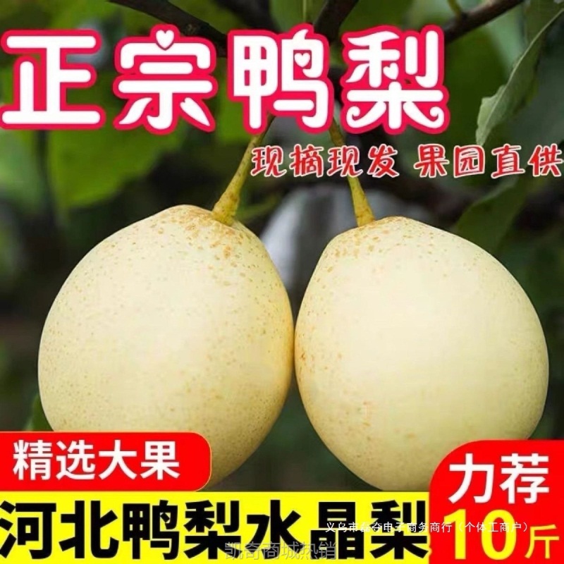 【包邮】河北鸭梨//斤装当季新鲜水果批发梨子皇冠梨雪花梨水晶梨