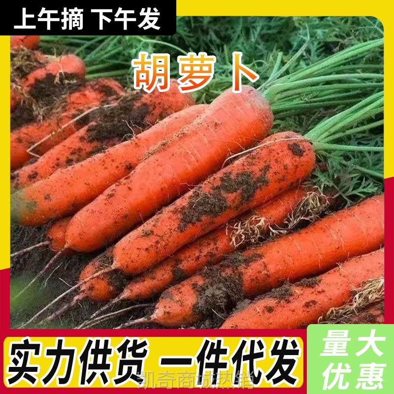 新鲜胡萝卜当季蔬菜脆甜爽口带泥整箱包邮批发农家现挖沙地红萝卜