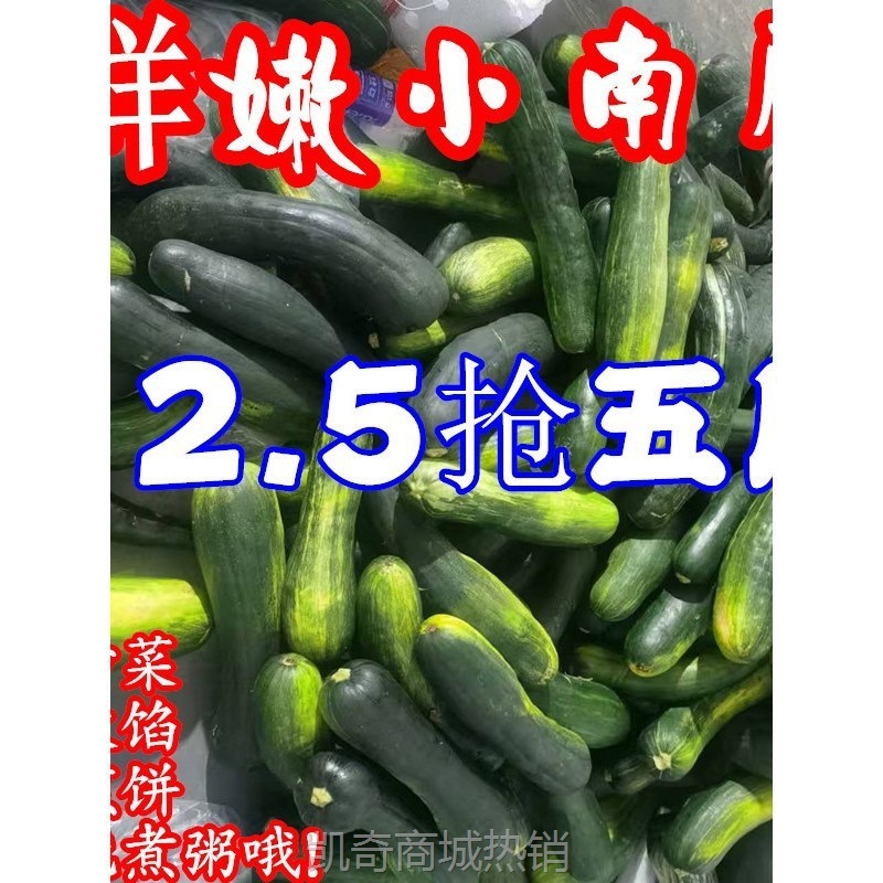 当季嫩南瓜新鲜长南瓜蔬菜黑窝瓜菜南瓜炒菜青窝瓜绿南瓜现摘整箱
