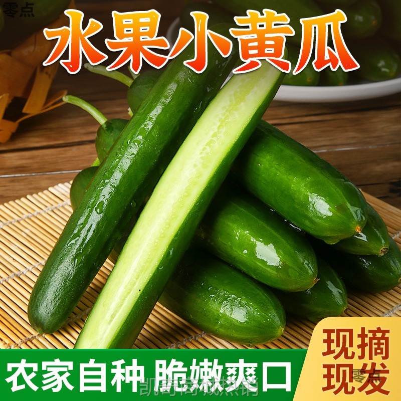 寿光水果小黄瓜新鲜时令果蔬现摘现发黄瓜青瓜应季蔬菜火锅食材