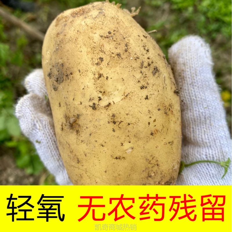 2024年甘肃沙面土豆新鲜黄皮黄心洋芋定西5斤9斤包邮马铃薯辅食