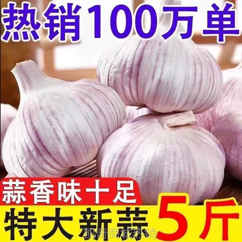 【紫皮大蒜】网红大蒜头干蒜紫皮大蒜头干蒜特大新鲜大蒜批发价