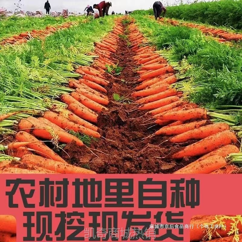 热销新鲜现挖带泥胡萝卜当季农家自种萝卜脆爽多汁水果蔬菜