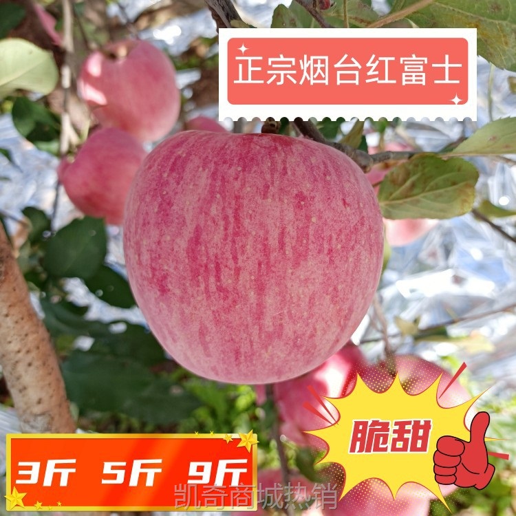 正宗烟台红富士苹果条纹片红3斤5斤9斤包邮栖霞烟台红富士礼盒