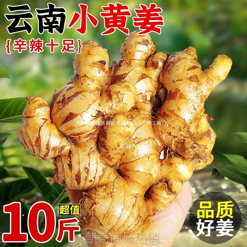 2025正宗云南小黄姜5斤新鲜生姜现挖高山沙姜老嫩姜土姜蔬菜包邮