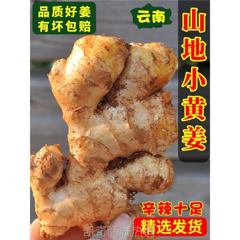 云南小黄姜生姜新鲜罗平小黄姜月子姜老姜山地土姜沙姜蔬菜