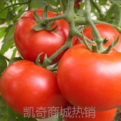内蒙赤峰番茄之乡无公害西红柿番茄西红柿新鲜碱地硬果番茄耐运输