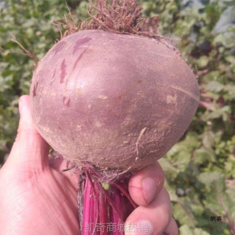 红斤紫菜甜菜根甜菜康甜菜2024新鲜益顺菜新鲜头头农家蔬菜现挖5