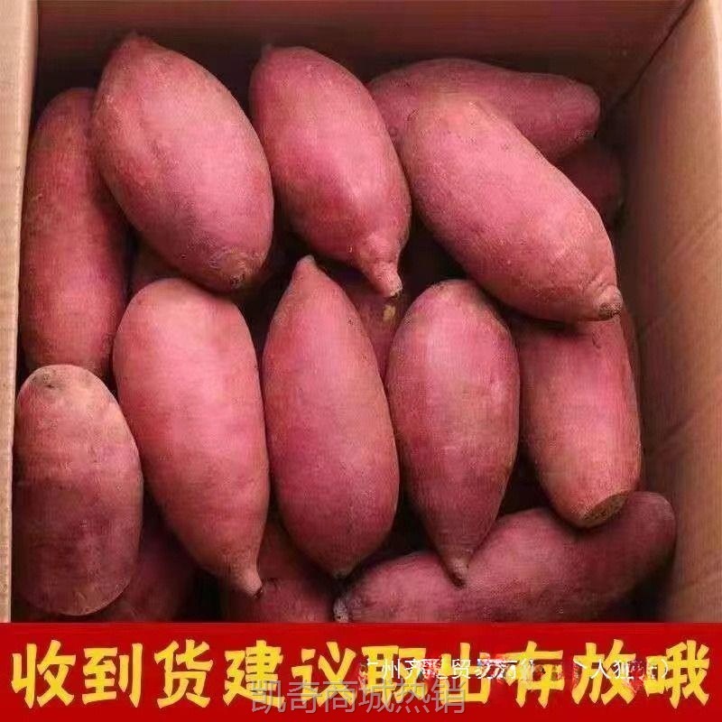 河南新鲜蜜薯糖心红薯9-10斤番薯农家沙地烤地瓜山芋流油黄心软糯