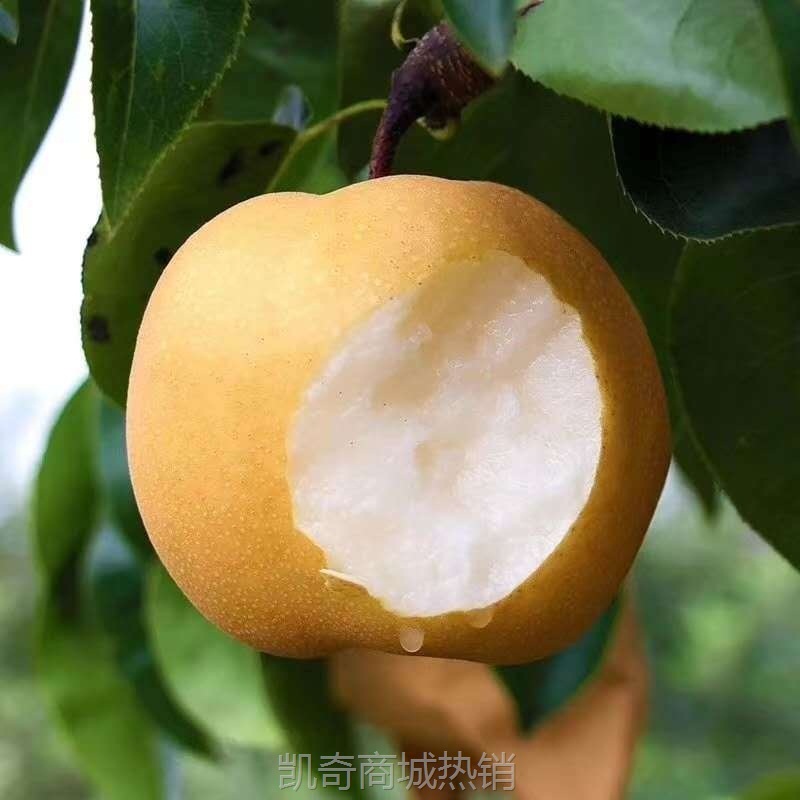 丰水梨新鲜梨子当季水果包邮黄花梨脆甜整箱应季多汁砀山梨代发