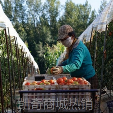 内蒙赤峰番茄之乡无公害西红柿番茄西红柿新鲜碱地硬果番茄耐运输