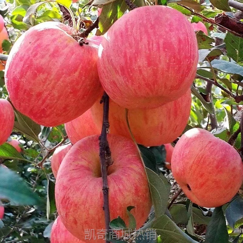 山东烟台红富士苹果生鲜水果新鲜应季脆甜整箱批发【全年供应】