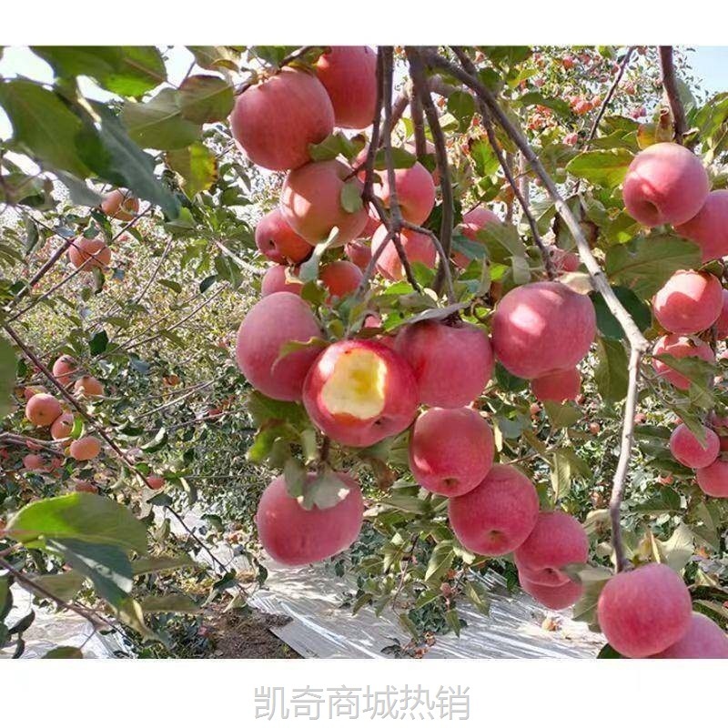 当季冰糖心新疆阿克苏新鲜红富士丑苹果新鲜水果整箱批发包邮一斤