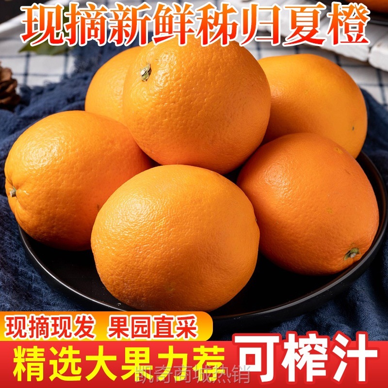 湖北秭归夏橙新鲜当季水果高山橙子现摘现发一件批发代发产地直供