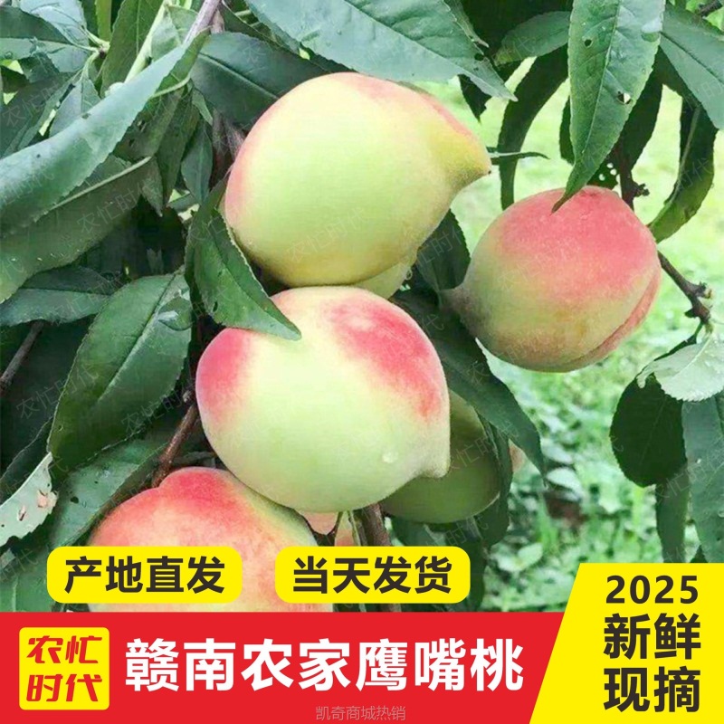 果园现摘正宗鹰嘴桃新鲜桃子当季水果孕妇水蜜桃脆桃整箱包邮