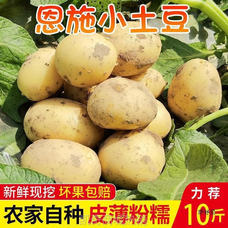 恩施小土豆斤包邮富硒新鲜洋芋迷你黄心士豆湖北马铃薯蔬菜