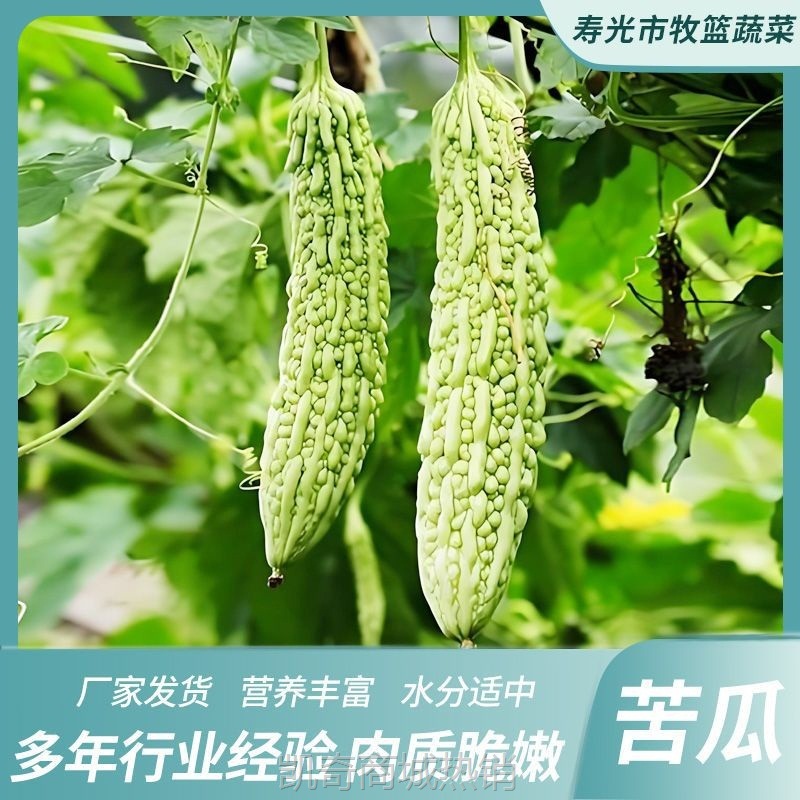 新鲜苦瓜5斤农家自种凉瓜苦瓜脆嫩营养蔬菜山东产地现摘现发当季