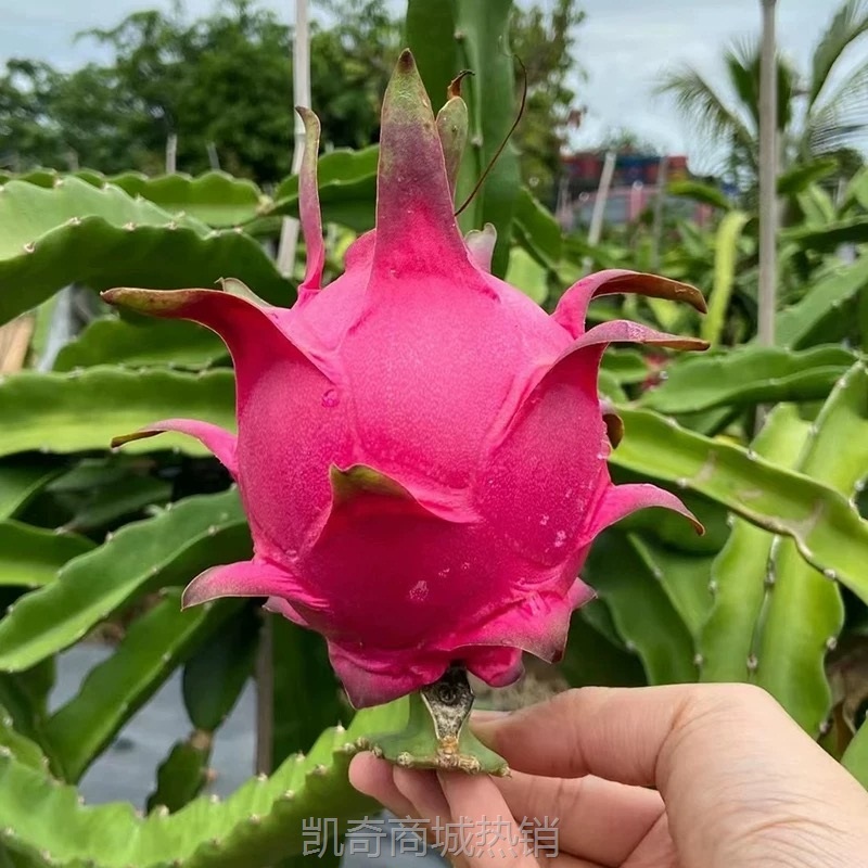 白心火龙果代发头茬新鲜现摘云南净果新鲜现摘水果应当季整箱大果