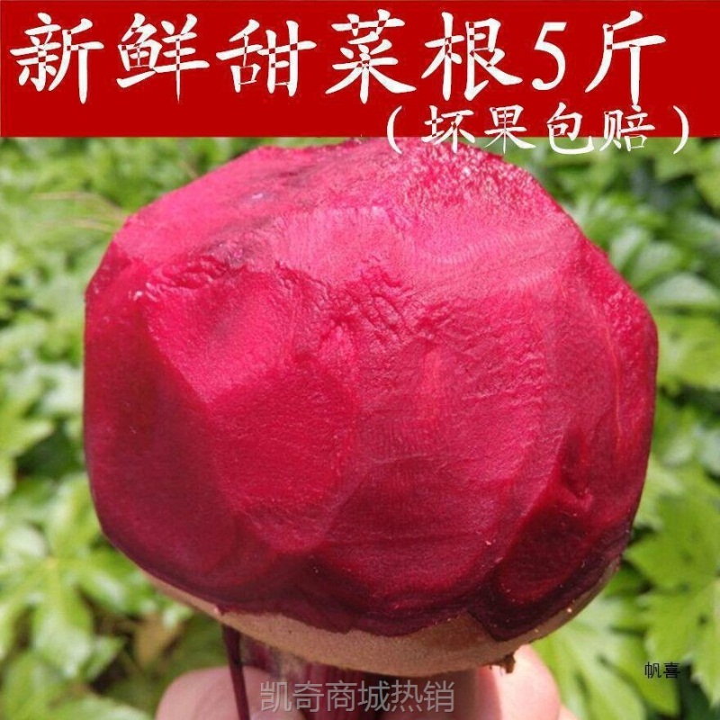 红斤紫菜甜菜根甜菜康甜菜2024新鲜益顺菜新鲜头头农家蔬菜现挖5