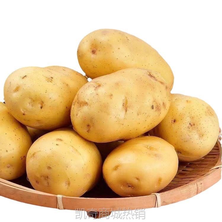 正宗黄皮土豆5斤整箱现挖现发新鲜蔬菜3批发包邮10甘肃洋芋马铃薯