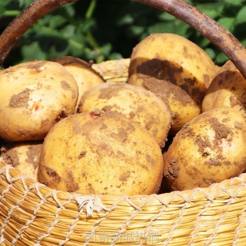 正宗黄皮土豆5斤整箱现挖现发新鲜蔬菜3批发包邮10甘肃洋芋马铃薯