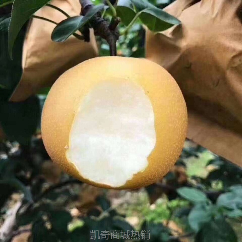 丰水梨新鲜梨子当季水果包邮黄花梨脆甜整箱应季多汁砀山梨代发
